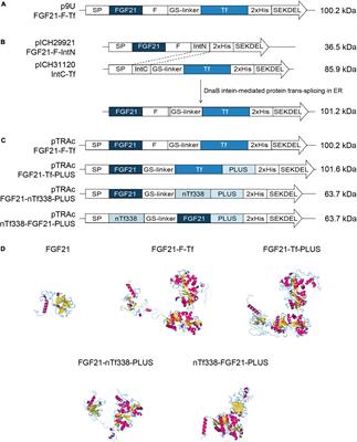 Seed- and leaf-based expression of FGF21-transferrin fusion proteins for oral delivery and treatment of non-alcoholic steatohepatitis